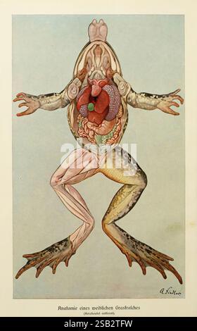 Artwork of the internal structure of the heart. On the left, the right ...