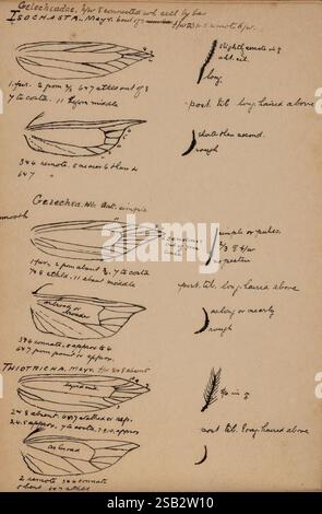 Entomology, Philpott, Alfred Sketch book, 1925, insectsnew zealand ...
