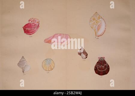 Kaisenshu Kyoto Yamada Naozoburo 1914-1915 catalogs collections Japan mollusks pictorial works shells Yoichiro Hirase Angaria distorta Angaria delphinus common delphinula sea snail sea snails dolphin snail dolphin shell リュウキュウカタベ Ryuukyuu katabe Tellina perna Tonganaella perna Tonna pyriformis Eudolium crosseanum tun shells Pseudomurex eugeniae Placuna nomia radiata Isomonia umbonata Turbo excellens turban snails ニシキサザエ Nishiki sazae Chlamys plica Decatopecten plica ヒナキンチャク Hina kinchaku, A collection of intricately illustrated seashells displayed against a textured background. The arrangement Stock Photo