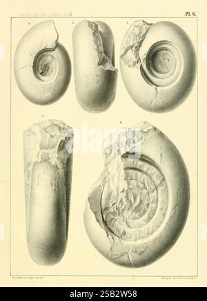 Ammonite Spiral shape with fossilized shells from Morocco, North Africa ...