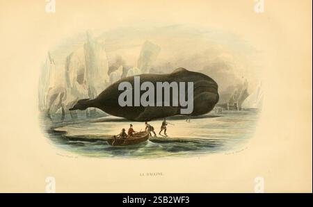 Histoire naturelle de Lacépède, Paris, Furne, Jouvet et cie, Jouvet et cie, succ, 1876-1881 Zoology, Whales, Whale, Balaena, Mysticetus, Balaena Mysticetus, Bowhead Whale, Balaena Mysticetus, Whale, Cetacea, Mammal, Marine Biology, Marine, Aquatic Animal, Marine Mammal, A large, majestic whale rises from the water, showcasing its massive body against a backdrop of icy formations. In the foreground, a small boat carries several figures who appear to be watching or interacting with the colossal creature. The scene captures a moment of awe between humanity and nature, emphasizing the scale of the Stock Photo