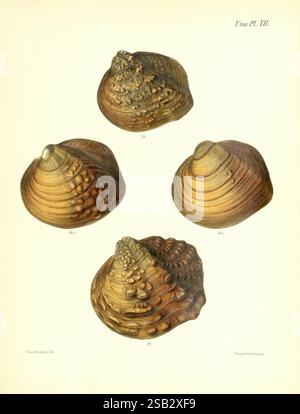 A collection of intricately detailed shells displayed in various ...