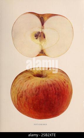 The apples of New York, Albany, J.B. Lyon, 1905, apples, fruit culture, New York State, Cornell cider, The image features two illustrations of a Bietigheimer apple. The upper section displays a cross-section of the apple, revealing its creamy white flesh, small brown seeds centralized within, and a smooth skin that showcases the fruit's subtle coloration. Below, the whole apple is depicted, highlighting its round shape and vibrant hues that transition from a yellowish base to a rosy red blush on one side. The apple’s skin appears glossy, suggesting freshness and ripeness, making it an enticing Stock Photo