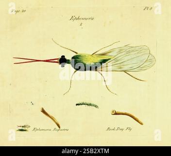 A decade of curious insects: some of them not describ'd before:. London, Printed for the author 1773, insects, arthropoda, entomology, mayflies, taxonomy: class= insecta, trichoptera, taxonomy: family= phryganeidae, early microscopy, ephemera rupestris, john hill, lucernal microscope, rock dayfly, arthropod, This illustration depicts a detailed representation of an insect, specifically a type of Ephemeroptera, commonly known as mayflies. The image showcases the insect's elongated body, prominent wings, and distinctive long antennae. Accompanying the mayfly are smaller illustrations that highli Stock Photo