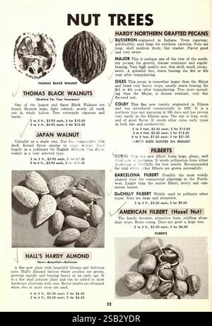 Planting guide, Princess Anne, Md, Bountiful Ridge Nurseries, 1967, flowers, trees, fruit, catalogs, fruit trees, nurseries, horticulture, garden stories, in bloom, A page dedicated to nut trees, showcasing various types along with their descriptions and prices. Featured prominently are Thomas Black Walnuts, Japan Walnuts, and Hall's Hardy Almonds, each accompanied by visual representations of the nuts and their shells. The layout includes informative details about the cultivation and characteristics of each variety, emphasizing their unique flavors and uses. Pricing information is also provid Stock Photo