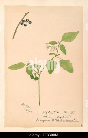 Water, Color Sketches, Of, Plants, Of, North, America, And, Europe, The illustration features a detailed botanical study of the nightshade plant (Solanum nigrum), showcasing its characteristic features. The composition includes a slender stem adorned with elongated leaves and delicate, white star-shaped flowers. Alongside, small, glossy black berries are depicted, highlighting the plant's distinctive fruit. Handwritten labels identify the species and provide a sense of scholarly observation, reflecting the meticulous attention to detail typical of botanical illustrations. The arrangement captu Stock Photo