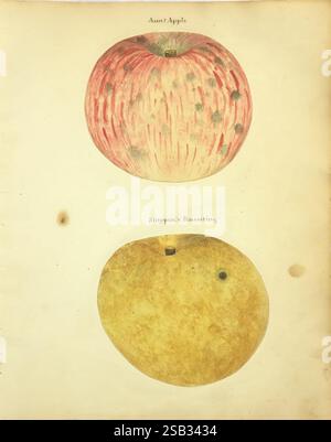 William Coxe, manuscript, 1810-1831, The illustration showcases two distinct varieties of apples displayed one above the other. The top apple, labeled 'Aunt Apple,' features a reddish hue with light speckles and subtle variations in color, suggesting a textured surface. Below it, 'Shippen's Russetting' presents a golden-yellow apple, characterized by a smoother, more uniform surface and a slight greenish tint near the stem. The background is a soft beige, enhancing the natural beauty of the fruit and allowing the details of each apple to stand out prominently. Stock Photo