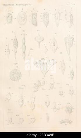 Dr. H.G. Bronn's Klassen und Ordnungen des Thier-Reichs, Leipzig und Heidelberg, C. F. Winter, 1866, zoology, A detailed illustration showcasing various microscopic organisms belonging to the Flagellata and Choanoflagellata groups. The image presents a diverse array of unicellular life forms, each labeled with a unique number for identification. Notable features include their distinct shapes and structures, ranging from flagellates with long, whip-like appendages to choanoflagellates characterized by a collar of microvilli surrounding a single flagellum. The intricate details highlight the com Stock Photo