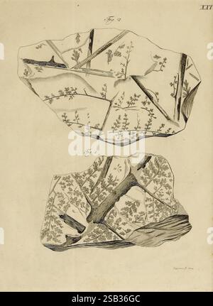 Merkwürdige versteinerungen aus der Petrefactensammlung des verstorbenen wirklichen Geh. Raths Freiherrn v. Schlotheim, Gotha, Becker, 1832, paleontology, museum of comparative zoology,, The illustration showcases two distinct rock specimens, each featuring intricate patterns that resemble natural forms such as branches and leaves. The detailed etchings highlight the texture and structure of the rocks, with a variety of botanical motifs interconnected in a delicate design. The upper specimen exhibits a more pronounced arrangement of linear forms, while the lower specimen displays a complex net Stock Photo