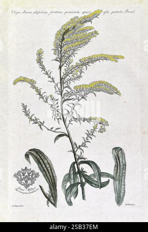 Joannis Martyn Historia Plantarum Rariorum Londini Ex Typographia Richardi Reily 1728-[1737] Botany Pictorial Works Plants Pre-Linnean Works, A botanical illustration featuring a tall plant with elongated, slender stems adorned with clusters of small yellow flowers. The plant is depicted alongside elongated leaves that have a textured surface, showcasing a vibrant green hue. The background is softly textured, providing a subtle contrast to the detailed depiction of the plant. An intricate monogram is positioned at the bottom left, indicating its origin, while the upper portion includes a handw Stock Photo