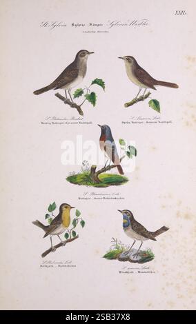 Skandinaviens fugle, Kjøbenhavn, L.A. Jørgensen, 1875-1879 birds, Denmark, Iceland, Greenland, Scandinavia, Saxicola rubicola, European Stonechat, Blue Throat, Phoenicurus phoenicurus, Common Redstart, Luscinia svecica, Luscinia luscinia, Luscinia megarhynchos, Common Nightingale, Thrush Nightingale, The artwork features a collection of five distinct bird species displayed in a structured arrangement. Each bird is illustrated with attention to detail, capturing their features and plumage. The top left shows a Thrush with a gentle expression, perched on a delicate branch surrounded by leaves. B Stock Photo
