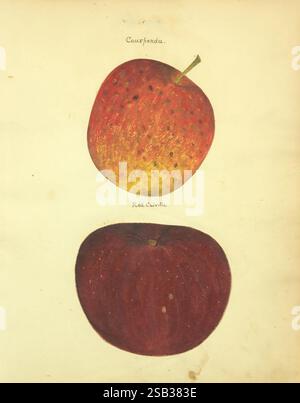 William Coxe, manuscript, 1810-1831, The illustration features two distinct varieties of apples displayed one above the other. The top apple, labeled 'Courfendú,' showcases a vibrant yellow and red coloration, marked by subtle speckles and a slight sheen, suggesting ripeness and flavor. Its stem curves gracefully from the top, enhancing its natural appeal. Below it is the 'Red Calville,' characterized by a deep, rich crimson hue, nearly uniform in color, presenting a smooth surface that invites touch. The contrasting colors and forms of the apples highlight the diversity within this fruit, cap Stock Photo