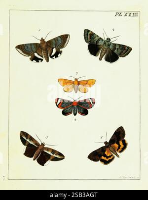 Six species of butterfly and two species of moth, all members of the ...