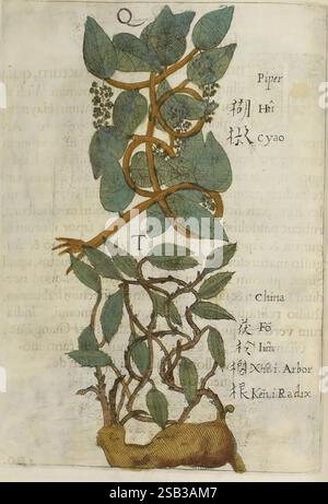 Flora Sinensis Viennae Austriae Typis M. Rictij 1656 China Floras ...