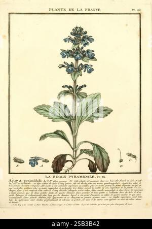 Herbier de la France, Paris, Chez l'auteur, Didot, Debure, Belin, 1780-93, France, Fungi, Medicinal Plants, Pictorial Works, Plants, Poisonous Plants, The illustration features a flowering plant identified as 'Ajuga pyramidalis,' commonly known as the pyramidal bugle. The plant is depicted with its tall, upright stem adorned with a cluster of blue-lavender flowers that bloom in a spike at the top. Below the flowers, broad, smooth leaves cluster around the base of the stem. Accompanying the main illustration are detailed drawings of specific plant parts, including the flower, leaves, and stem, Stock Photo