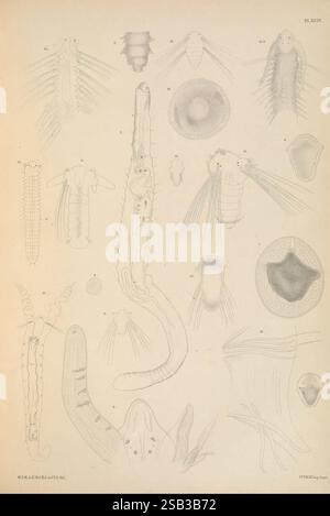Polychaetae Labeled A monograph of the British marine annelids, London, The Ray Society ...