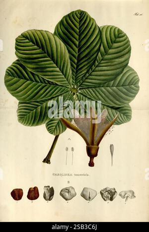 nova-genera-et-species-