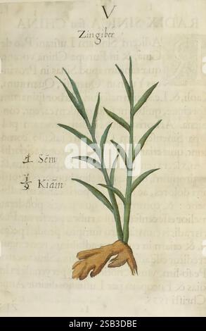 Flora Sinensis Viennae Austriae Typis M. Rictij 1656 China Floras ...