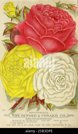 The new guide to rose culture, West Grove, Pa, The Dingee & Conard Co, 1887, flowers, roses, catalogs, nursery stock, nurseries, horticulture, trade catalogs, Dingee Conard Co, Comtesse de Frigneuse rose, garden stories, The bride rose, Souvenir de Victor Hugo rose, A vibrant floral arrangement features three distinct roses in full bloom. The foreground showcases a rich red rose, its petals lush and velvety, alongside a pure white rose exuding an air of elegance. Completing the trio is a sunny yellow rose, its petals unfolding gracefully. The composition is set against a decorative backdrop, e Stock Photo
