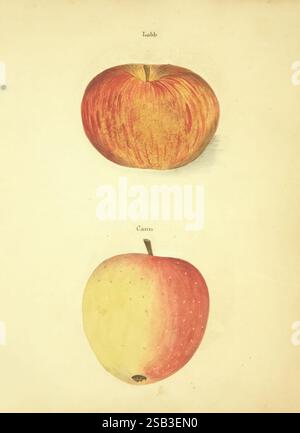 William Coxe manuscript 1810-1831, The illustration features two varieties of apples showcased on a pale background. The top apple, labeled “Lobb,” displays a vibrant blend of reddish-orange hues, with a glossy skin and a slightly raised stem. Its round shape and well-defined blush suggest ripeness. Below it, the apple labeled “Caim” is characterized by its more understated color palette, transitioning from a creamy yellow at the top to a soft pinkish-red at the bottom. Both apples exhibit subtle shading and detail, highlighting their textures and contours, inviting a closer examination of the Stock Photo