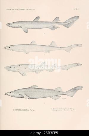 Shark Variations Illustration of different shark species Stock Photo - Alamy