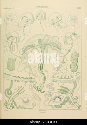 Scientific study on jellyfish anatomy and physiology, detailing ...
