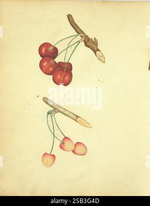 William Coxe manuscript 18101831, This artwork features two clusters of cherries depicted on a light, textured background. The top cluster showcases deep red cherries, attached to a slender branch with a small bud, suggesting a natural, organic growth. Below, a second branch presents a mix of pale pink cherries, which are slightly smaller, along with a section of the branch that has been cut, revealing a light-colored inner wood. The depicted cherries exhibit a glossy finish, highlighting their ripe appearance, while the branches emphasize the natural form of cherry trees. The contrasting colo Stock Photo