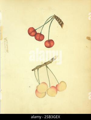 William Coxe, manuscript, 1810-1831, The artwork features two clusters of cherries depicted with meticulous detail. The top cluster showcases vibrant red cherries, plump and glossy, attached to slender green stems. Below, a secondary cluster displays pale yellow cherries with a hint of blush, also connected by delicate stems. The background is a subtle, muted tone, enhancing the prominence of the cherries. Handwritten labels identify the varieties: 'Mary Pickern' for the red cherries and 'Martha Clay' for the yellow ones, adding an element of botanical classification to the piece. Overall, the Stock Photo