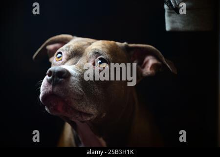 Portrait of a beautiful dog. American Staffordshire and Bully mixed-breed. Stock Photo