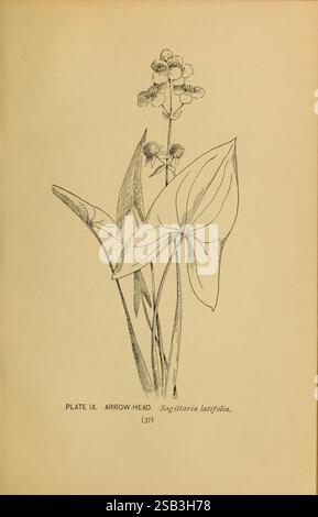 Broadleaf arrowhead (Sagittaria latifolia) also known as a duck-potato ...