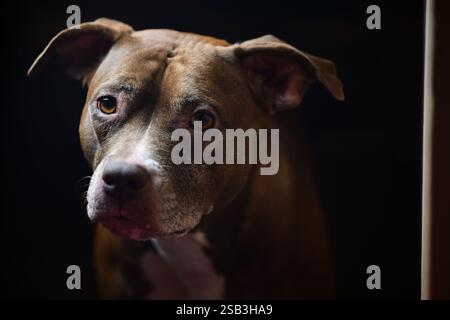 Portrait of a beautiful dog. American Staffordshire and Bully mixed-breed. Stock Photo