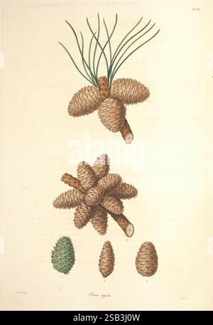 A description of the genus Pinus London J. White 1803-1824 Pinaceae Pinus rigida, The composition features a detailed study of pine cones, showcasing various types and stages of development. At the top, elongated pine cones are illustrated, characterized by their distinctive scales and green sprigs emerging from the tops, indicative of the growth phase. Beneath them, larger, more mature cones are displayed, highlighting their robust structure and textured appearance. Additionally, smaller cones are arranged below, representing different sizes and forms in the lifecycle of the pine. This arrang Stock Photo