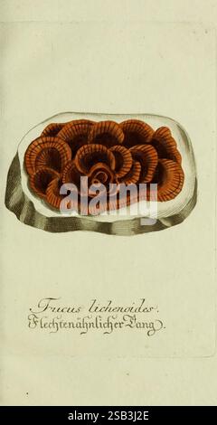 Plantarum indigenarum et exoticarum icones ad vivum coloratae oder Sammlung nach der Natur gemalter Abbildungen inn- und ausländischer Pflanzen für Liebhaber und Beflissene der Botanik plants fast botany pictorial works fucuslichenoides fucuslichenoides, A detailed illustration featuring a natural specimen, specifically labeled as 'Frueus lichenoides.' The image depicts a stylized representation of a rock-like formation adorned with intricate, wavy patterns that resemble layered petals or flower shapes. The color palette showcases warm tones of brown and orange, creating a striking contrast wi Stock Photo