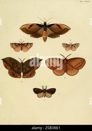 Six species of butterfly and two species of moth, all members of the ...