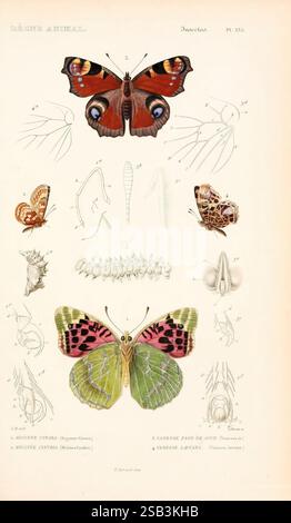 A detailed illustration featuring two butterflies at the top, adorned ...