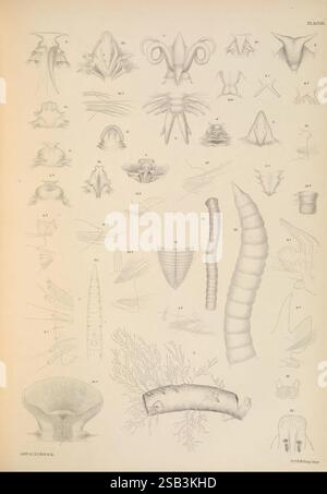 Polychaetae Labeled A monograph of the British marine annelids, London, The Ray Society ...