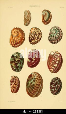 Thesaurus conchyliorum, or Monographs of genera of shells v.5 plates. London, Sowerby, 1847-1887, Mollusks, Pictorial works, The illustration showcases a variety of intricately designed shells, specifically focusing on different species of abalone. Each shell is displayed with attention to detail, revealing the unique colors and patterns that characterize these marine mollusks. The arrangement presents an assortment of shapes and sizes, highlighting the smooth curves and distinct textures of the shell surfaces. Numerical labels accompany each specimen, indicating their respective identificatio Stock Photo
