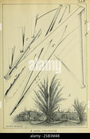 A detailed botanical illustration from the Rio de Janeiro Botanical ...