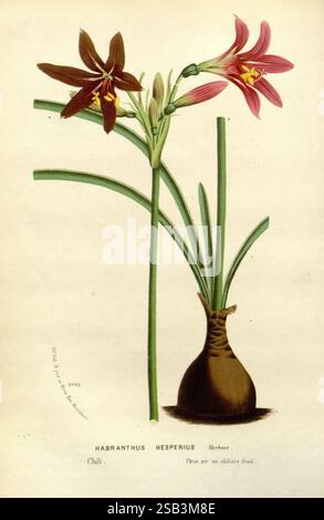 Flore des serres et des jardins de l'Europe A Gand, chez Louis van Houtte, éditeur, 1845-1880, An illustration features two vibrant flowers belonging to the Habranthus hesperius plant, showcasing their striking colors and elegant forms. One flower exhibits deep red petals with a subtle hint of orange, while the other blooms in a delicate pink hue, each adorned with intricate markings. The flowers rise gracefully from a stout green stem that emerges from a bulbous base, which is rendered with a smooth texture. In the background, there are subtle notes indicating the species and origin, revealin Stock Photo