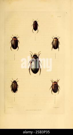 Illustrations of British entomology London, Baldwin & Cradock, 1828 ...
