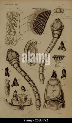 This detailed anatomical showcases the inner workings of a human knee