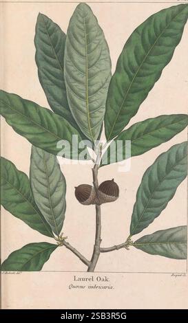 Magnolia Tree Structure The North American sylva, Philadelphia, R. P. Smith, 1853, botany ...