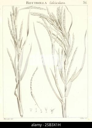 A further study on plants in the Monadelphia class, illustrated in ...