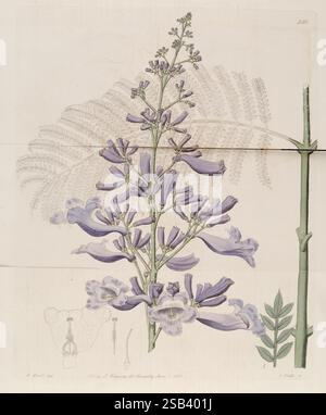 The Botanical Register, London, Printed for James Ridgway, 1815-1828, 1815, 19th century, botany, copper engravings, England, graphic media, Great Britain, hand-colored, icones, periodicals, pictorial works, plant introduction, plants ornamental, A beautifully illustrated botanical study showcasing a tall flowering plant adorned with vibrant purple blossoms. The flowers display intricate details, featuring long tubular shapes and delicate petals that fan out gracefully. Alongside the main branch, there is a fern extending in the background, adding a lush green contrast. Below the main illustra Stock Photo