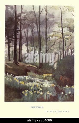 Garden, Colour, London, 1905, Gardening, A serene landscape captures a vibrant patch of daffodils blooming amidst a lush woodland scene. Towering trees rise in the background, their branches forming a delicate canopy that filters light into soft hues. The foreground is a tapestry of yellow and white flowers, creating a striking contrast against the earthy tones of the forest floor. Subtle variations in the foliage and petals evoke a sense of tranquility and the fleeting beauty of spring. The scene is titled 'DAFFODILS' and attributed to 'The Holt, Harrow, Weald,' suggesting a connection to a s Stock Photo