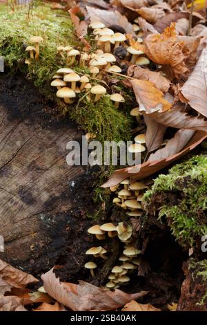 Small yellow mushrooms and autumn leaves on mossy log Stock Photo