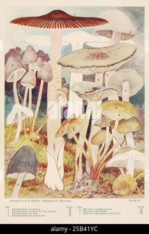 Toadstools, mushrooms, fungi, edible and poisonous, Indianapolis, The Bowen-Merrill Company [c1902], mushrooms, fungi, North America, Woods Hole, Amanita vaginata, taxonomy: trinomial = Amanita vaginata livida, Amanita strangulata, Mycena galericulata, Mycena prolifera, Amanita nivalis, Charles McIlvaine, A diverse arrangement of various mushroom species is depicted, showcasing their unique shapes, sizes, and colors. The scene features tall, slender stems supporting broad, umbrella-like caps, some exhibiting intricate ribbing and textures. A few mushrooms exhibit subtle gradients in their hues Stock Photo