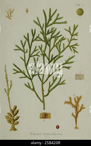 Hydrophytologiae, Regni, Neapolitani, icones, Neapoli, Ex, Typographia, Cataneo, et, Fernandes, 1829, algae, Naples, kingdom, pictorial, works, Cryptogamia, Fucus, vesiculosus, This illustration showcases various types of marine algae, prominently featuring **Fucus vesiculosus**, characterized by long, branching fronds. Surrounding this central specimen are additional smaller illustrations of different aquatic plants and textures, including a finely detailed segment of a leafy structure, a circular spore-like organism, and various forms representing diverse species of seaweed. The clear labeli Stock Photo