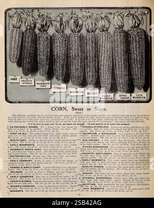 Beckert's garden Field and flower seeds Allegheny, Pa, Wm. C. Beckert, 1901 Flowers Vegetables Fruit Corn Seeds Catalogs Garden tools Commercial catalogs Bulbs Plants Garden stories In bloom Wm. C. Beckert, A detailed illustration showcasing various corn varieties, prominently featuring cobs of maize in different shapes and sizes. The names of each type of corn are listed above the corresponding cobs, including varieties such as 'Cory,' 'Mammoth Cork,' and 'Early Evergreen.' Below the illustration, there is a descriptive text providing additional information about planting seasons and cultivat Stock Photo