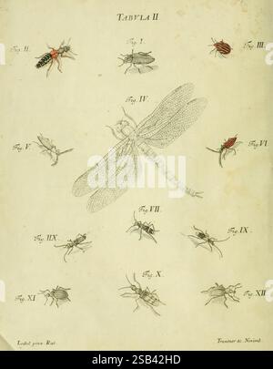 Various insects from Germany in high resolution and scanned with macro ...
